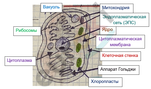 Изображение выглядит как текст, снимок экрана, диаграмма, карта Автоматически созданное описание